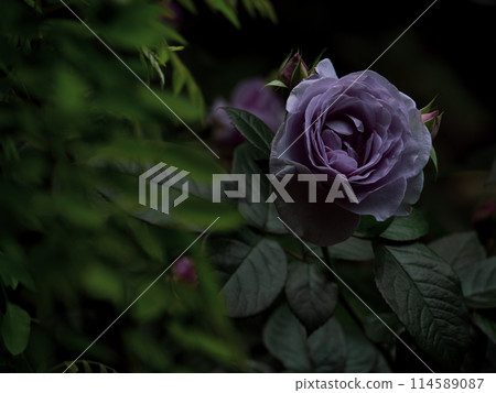 Pale purple roses in the shade 114589087