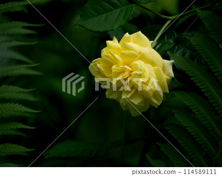 Yellow rose in the shade 114589111