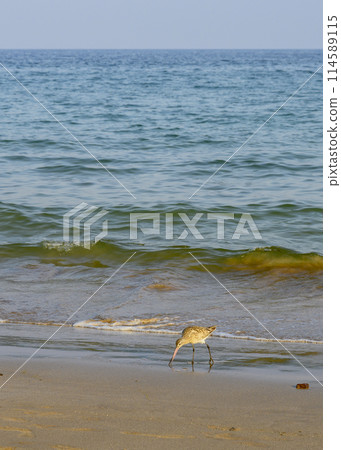 A sandy beach with a calm wave of the sea and a sandpiper bird at sunset on the Arabian Peninsula A sandy beach with a calm wave of the sea and a sandpiper bird at sunset on the Arabian Peninsula 114589115