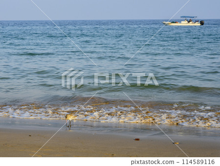 A sandy beach with a wave of sea with fishing boat on horizon, sandpiper bird on Arabian Peninsula 114589116