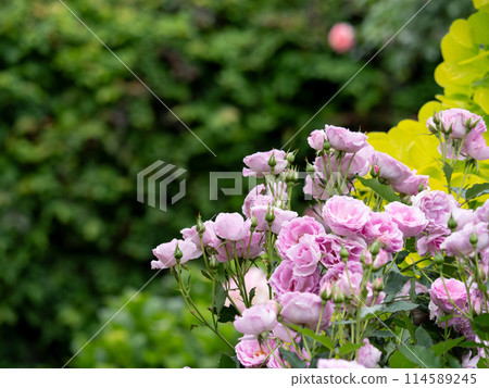Fresh greenery and colorful roses 114589245