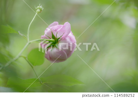 新鮮的綠色植物和色彩鮮豔的玫瑰的後視圖 114589252