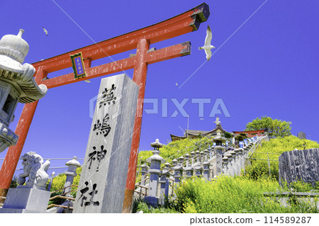 Red torii gate, rape blossoms and black-tailed gulls 114589287