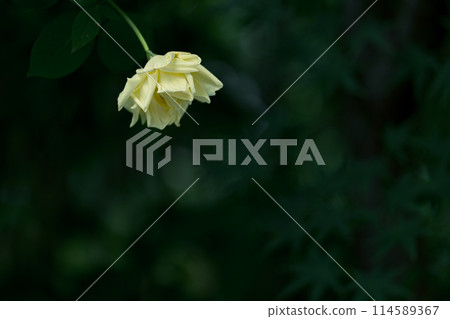 Yellow rose in the shade Yellow rose in the shade 114589367