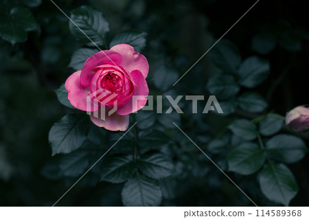 Red rose in the shade Red rose in the shade 114589368
