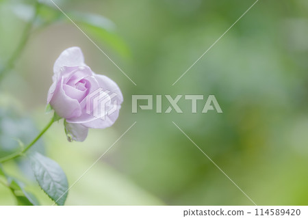 Fresh greenery and colorful roses Fresh greenery and colorful roses 114589420