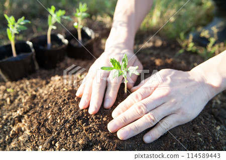 Plant tomato seedlings 114589443
