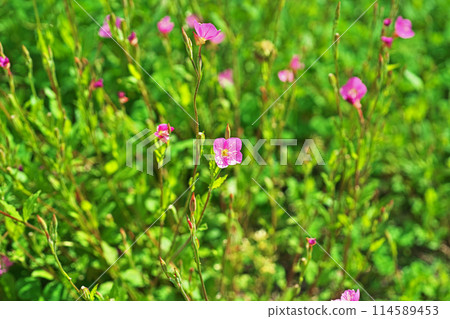 Pink Yugesho flowers (spring, May) Pink Yugesho flowers (spring, May) 114589453