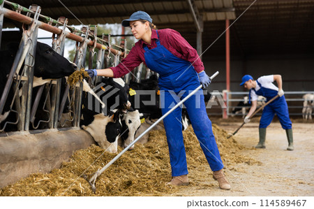 Positive young woman farmer worker in uniform leveling hay with rake while feeding cows in stall on dairy farm Positive young woman farmer worker in uniform leveling hay with rake while feeding cows in stall on dairy farm 114589467