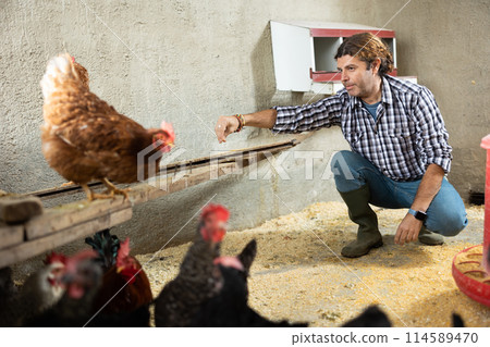 Male worker farm feeding hens in chicken coop Male worker farm feeding hens in chicken coop 114589470