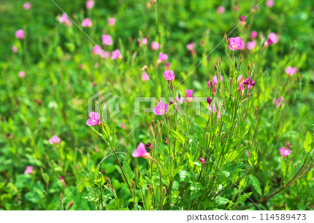 粉紅色的山艾樹花（春季，五月） 114589473