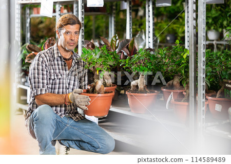 Male flower shop worker examines shelf of ficus gingein ramificat to detect problematic plants. Male flower shop worker examines shelf of ficus gingein ramificat to detect problematic plants. 114589489