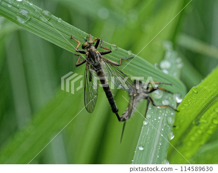 Mating of the robber fly, Acanthoptera nigricans 114589630