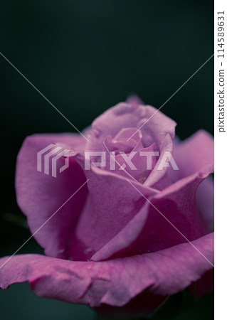 Pink roses in the shade 114589631