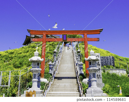 Kabushima Shrine approach and black-tailed gulls 3 Kabushima Shrine approach and black-tailed gulls 3 114589681