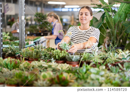 Young woman holding pots of succulents in plant store Young woman holding pots of succulents in plant store 114589720