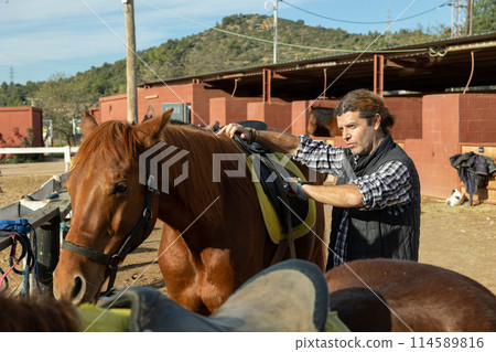 Skilled middle-aged male stable keeper checking saddle on brown horse for riding in yard of stables Skilled middle-aged male stable keeper checking saddle on brown horse for riding in yard of stables 114589816