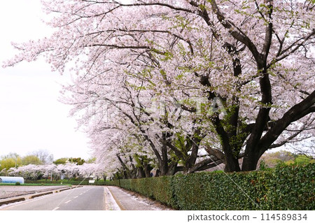 路邊櫻花盛開，春意盎然 114589834