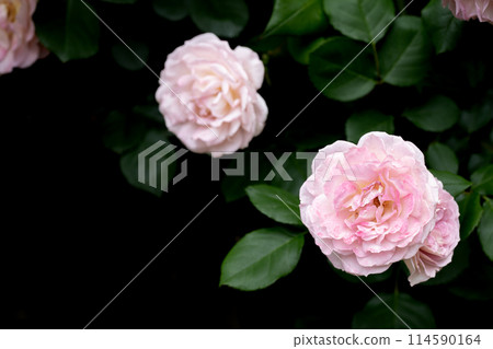 Pink roses in the shade Pink roses in the shade 114590164