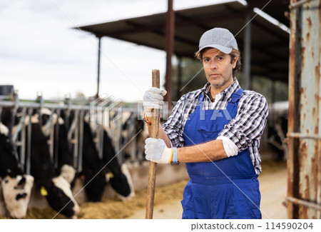 Adult male farmer posing while feeding cows at farm Adult male farmer posing while feeding cows at farm 114590204