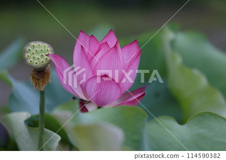 紅蓮花 紅蓮花 114590382