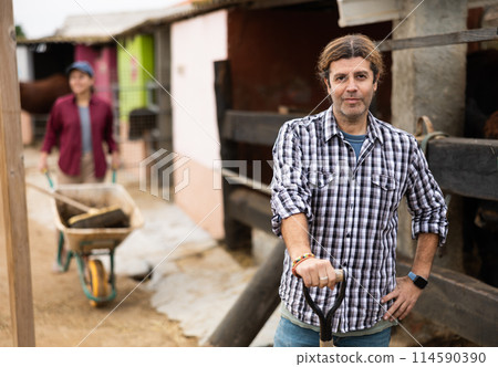 Male farmer caring for cows in the backyard of farm Male farmer caring for cows in the backyard of farm 114590390