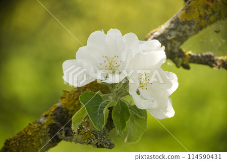 White apple tree blossoms with delicate petals in various stages of bloom 114590431