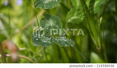 Clover leaves covered in water droplets against a blurred background 114590436