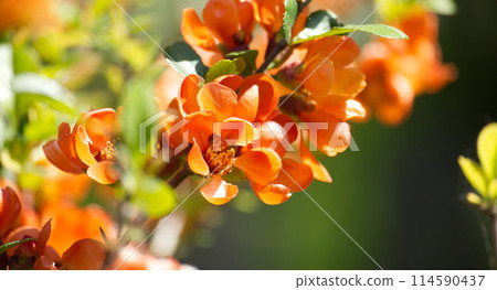 Quince blossoms in full bloom with multiple petals Quince blossoms in full bloom with multiple petals 114590437