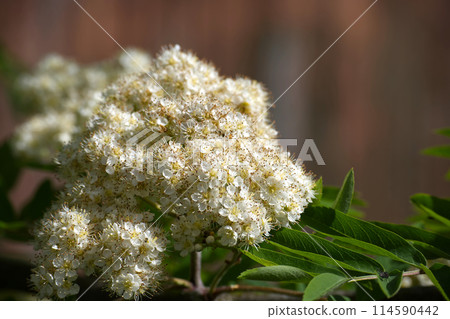 Branch of white flowering rowan tree with green leaves in closeup 114590442