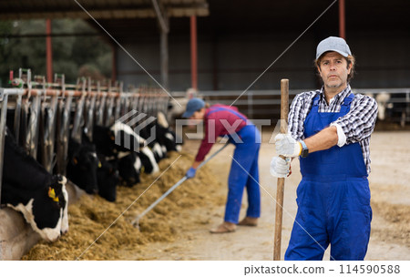 Adult male farmer in uniform standing with rake while giving hay to cows on ranch in spring 114590588