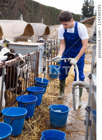 Hardworking young guy farmer in overalls collecting buckets of water from hose for caring of calves on ranch 114590593