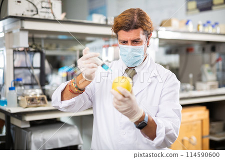 Skilled Latin man geneticist examining fruits, injecting apples with pesticides in science research center Skilled Latin man geneticist examining fruits, injecting apples with pesticides in science research center 114590600