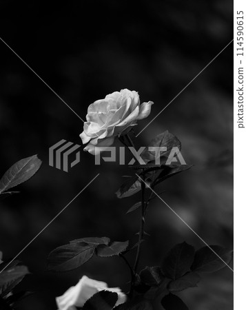 玫瑰花單色 玫瑰花單色 114590615