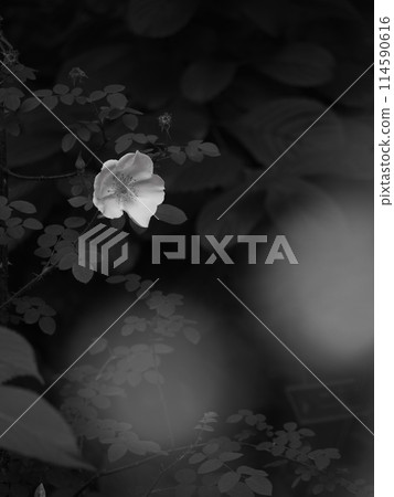 單玫瑰單色 單玫瑰單色 114590616