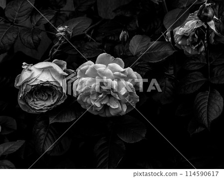 樹蔭下的玫瑰單色照片 樹蔭下的玫瑰單色照片 114590617