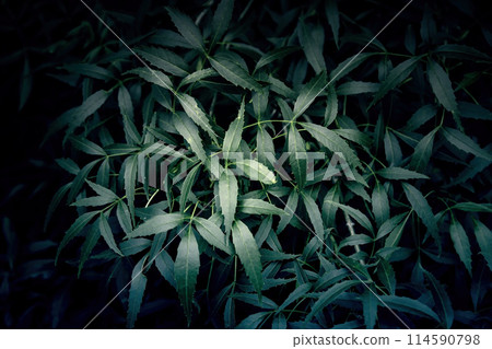 Green hedge background 114590798