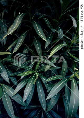 Green hedge background Green hedge background 114590799
