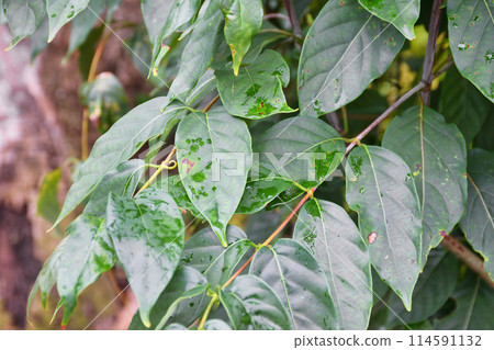 京都鬆尾大社鍵連（京都府京都市西京區） 114591132