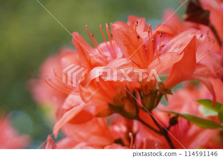春天盛開的紅杜鵑花 114591146