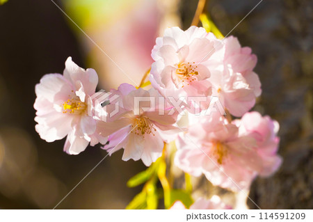 春天的公園櫻花盛開 114591209