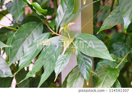 京都鬆尾大社鍵連（京都府京都市西京區） 114591307