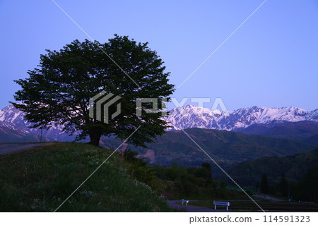 清晨北阿爾卑斯山的剪影映照出野平一本櫻 114591323