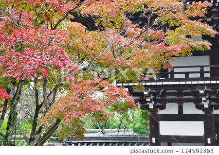 Beautiful autumn leaves and tower gate of Matsuo Taisha Shrine in Kyoto (Nishikyo Ward, Kyoto City, Kyoto Prefecture) 114591363