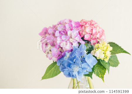 Hydrangea in a vase 114591399