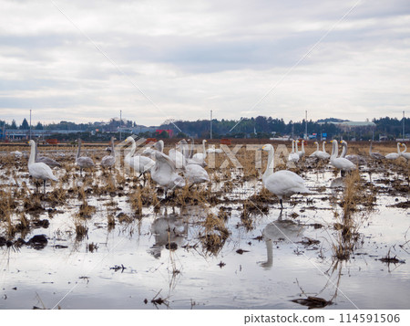 一群美麗而巨大的大天鵝，苔原天鵝（雁科）。位於日本茨城縣。拍攝於 2023 年冬季。 114591506
