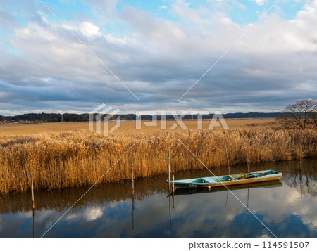 一片美麗而廣闊的蘆葦田。位於日本茨城縣。拍攝於 2023 年冬季。美麗而廣闊的蘆葦 114591507
