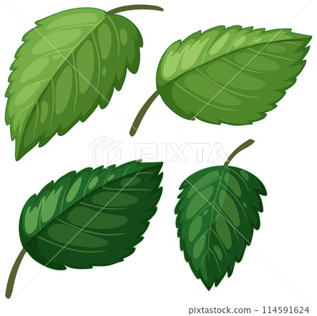 Green Leaves Vector Illustration 114591624