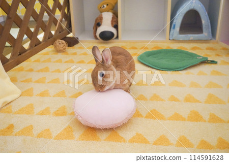 Rabbits playing in the room 114591628