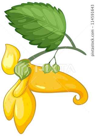 Yellow Impatiens Flower Illustration 114591643